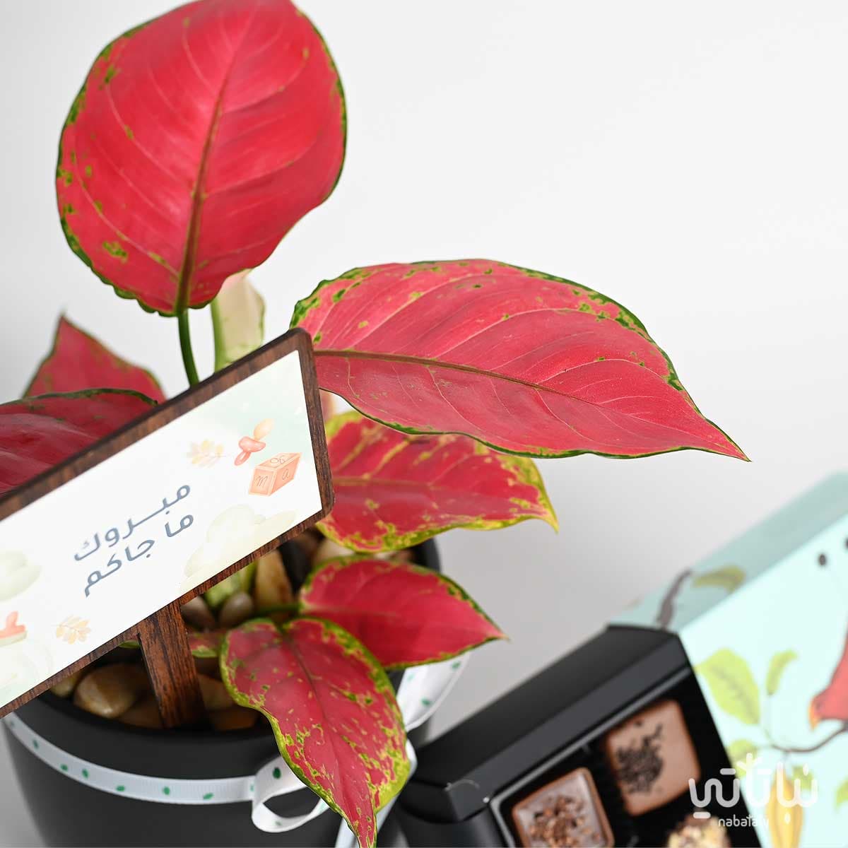 New baby girl gift a red Aglaonema plant with Belgian chocolate. 2