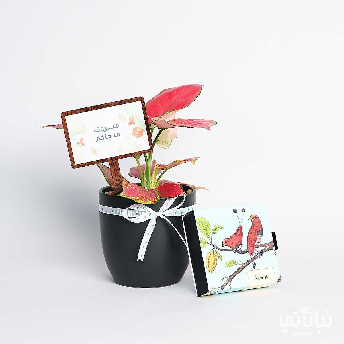 New baby girl gift a red Aglaonema plant with Belgian chocolate. 1
