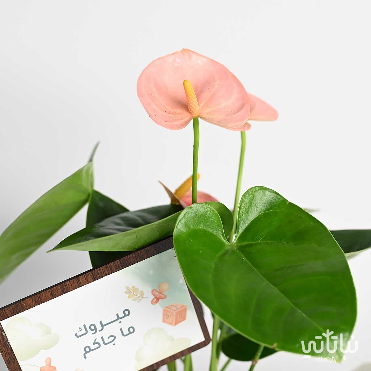 Newborn Gift Anthurium Plant with Salted Chocolate 2