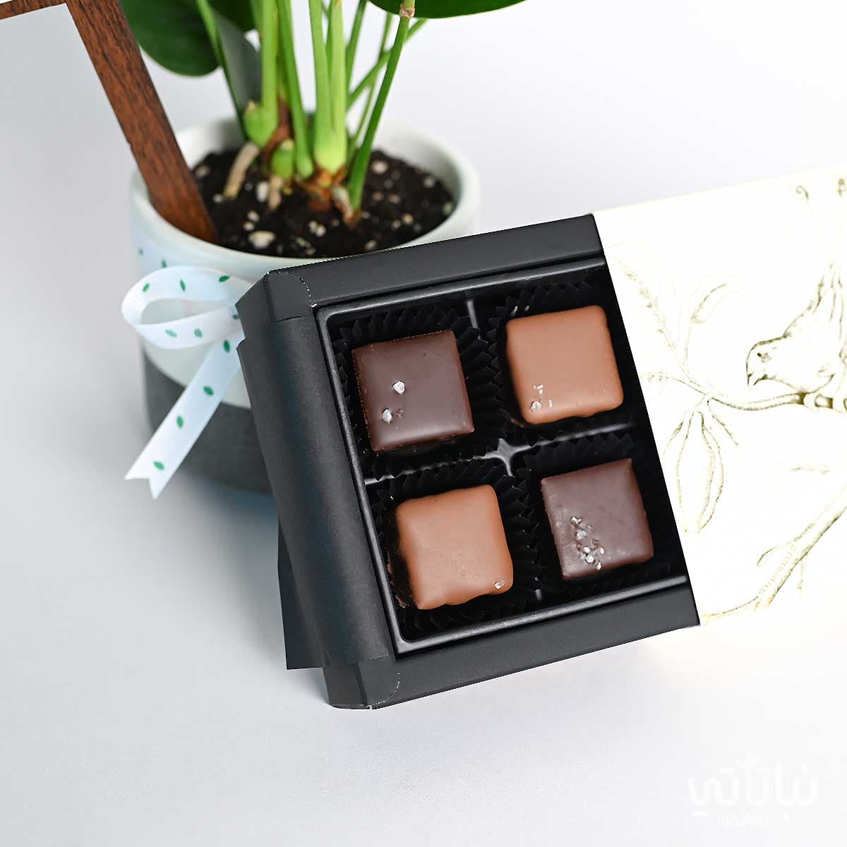 Newborn Gift Anthurium Plant with Salted Chocolate 3