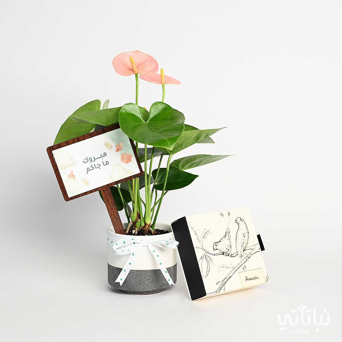 Newborn Gift Anthurium Plant with Salted Chocolate