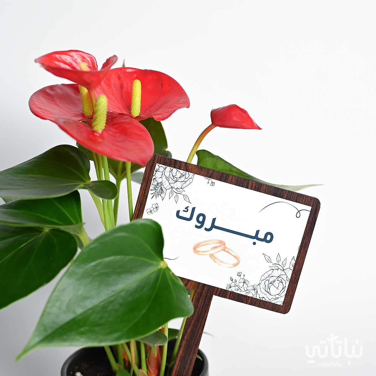 هدية الزواج نبتة انتوريوم و عود موروكي 3
