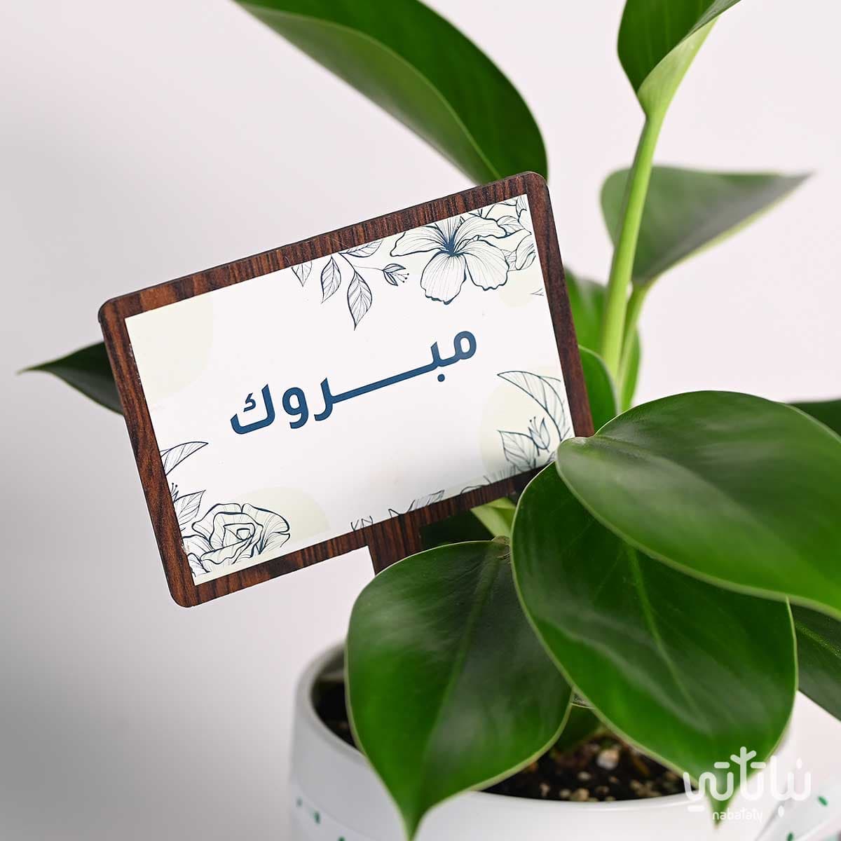 هدية مبروك نبتة فيلوديندرون و تشوكلت أنوش 2