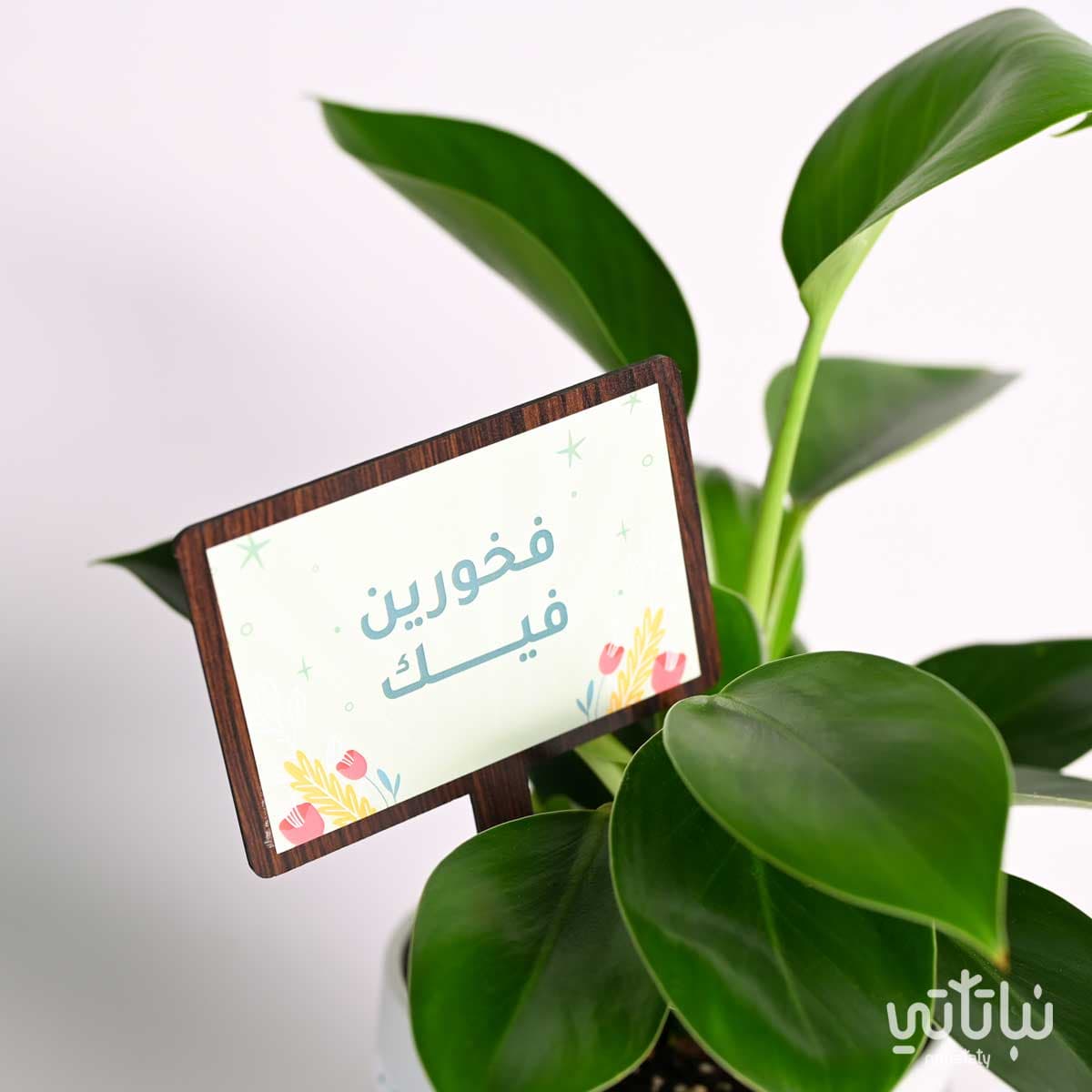هدية فخورين فيك نبتة فيلوديندرون و تشوكلت أنوش 2