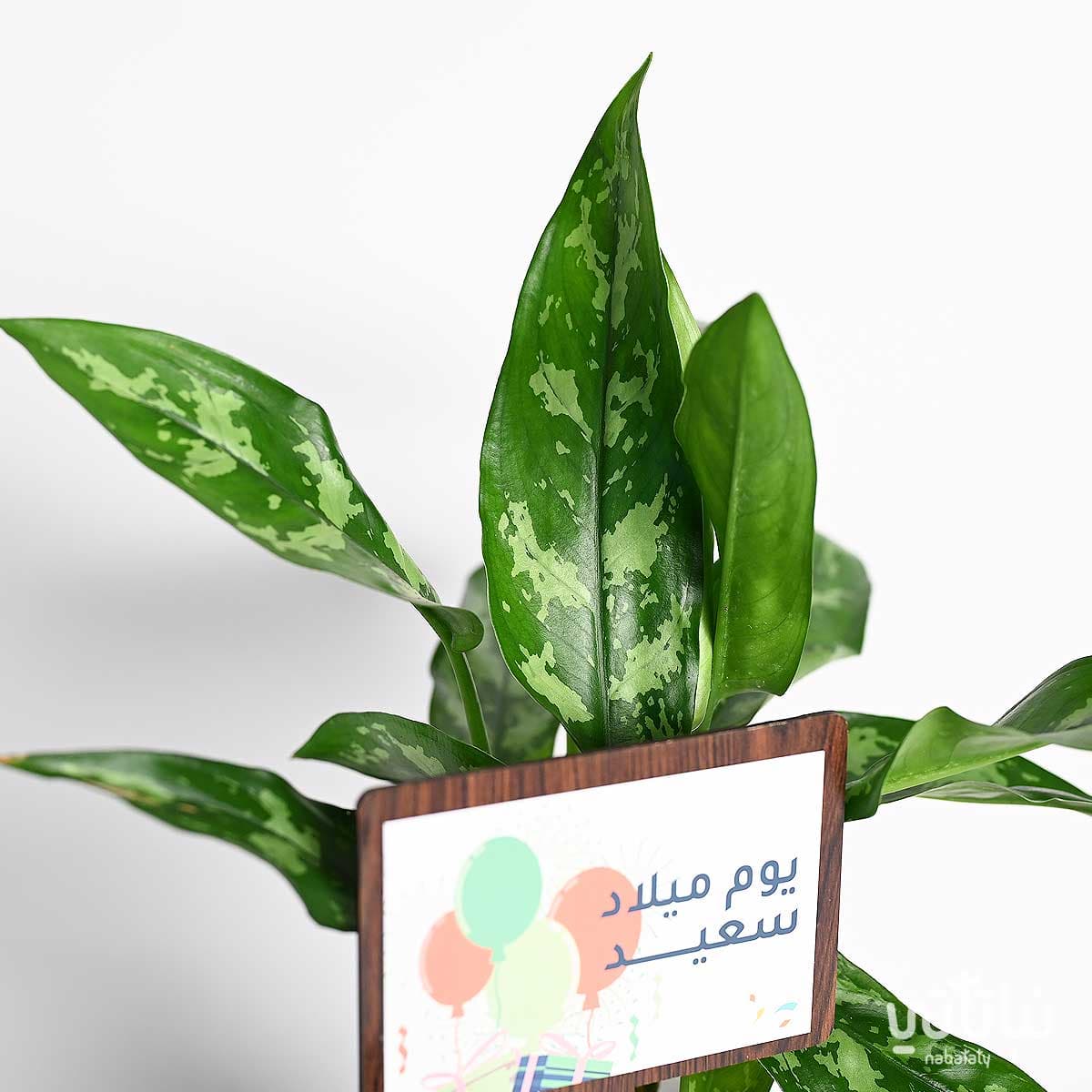 هدية يوم الميلاد نبتة الاجلونيما و تشوكلت مغلف 3