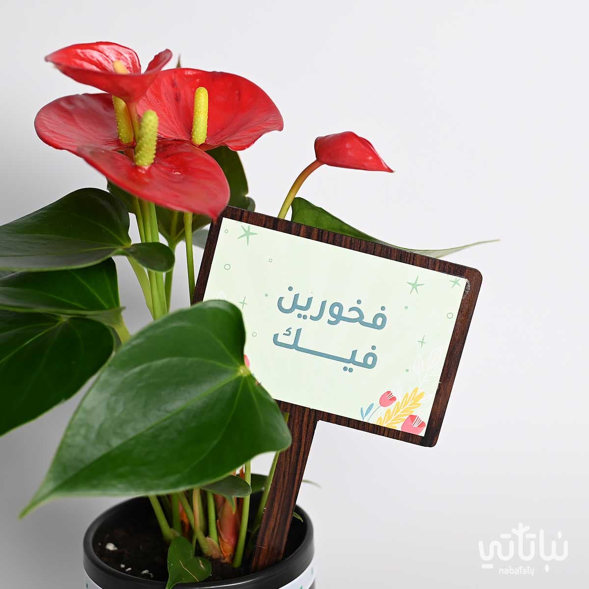 هدية فخورين فيك نبتة انتوريوم و عود موروكي 3