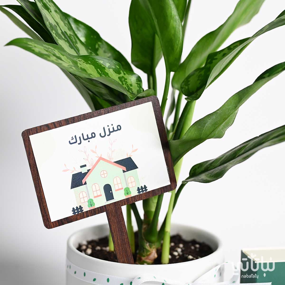 هدية منزل مبارك نبتة الاجلونيما و عود موروكي 2