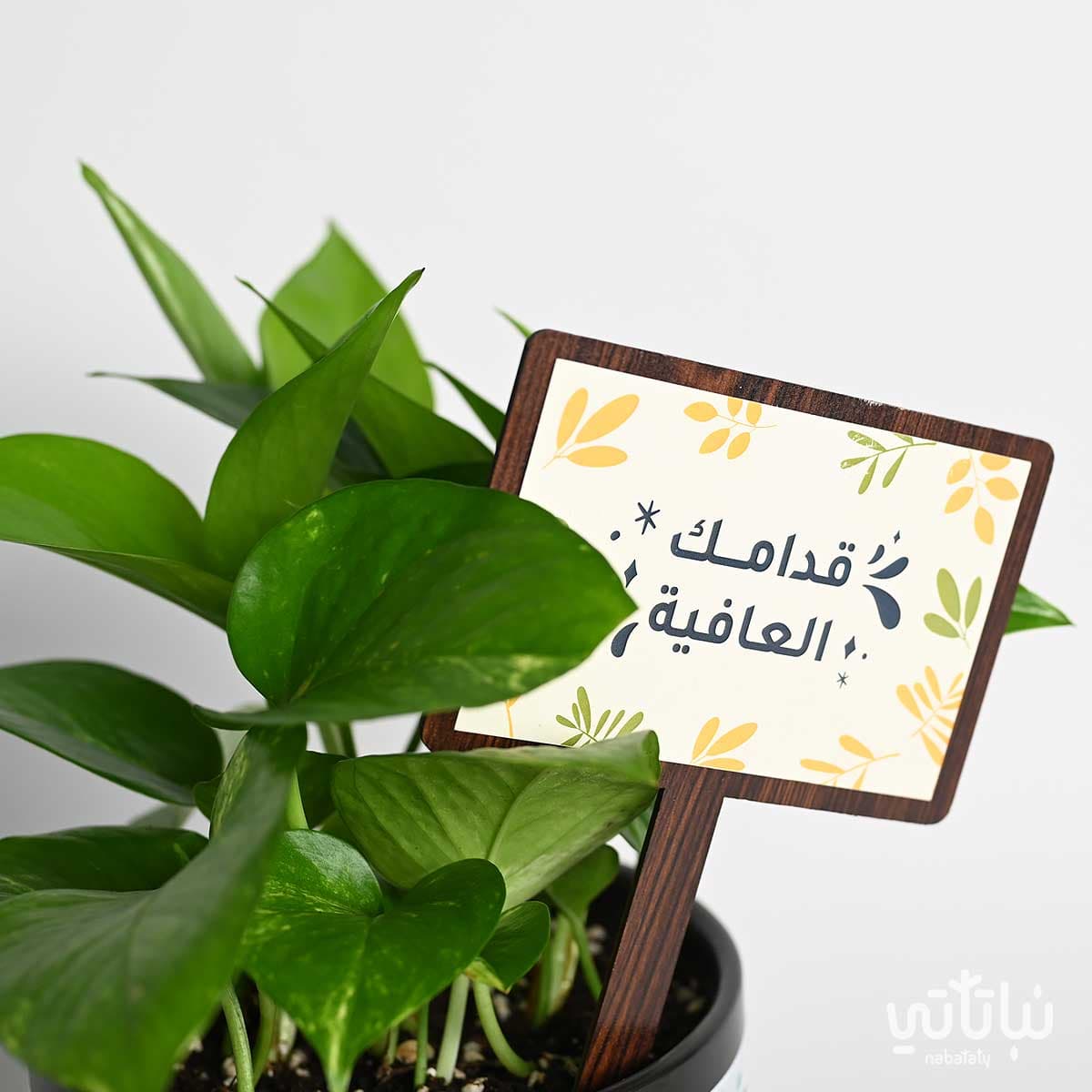 هدية قدامك العافية نبتة البوتس وتشوكلت أنوش 3