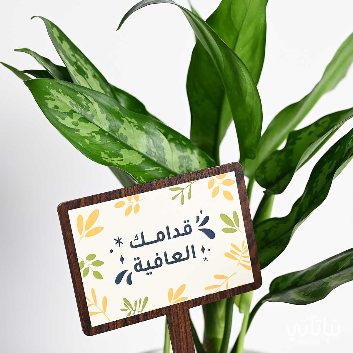 هدية قدامك العافية نبتة الاجلونيما وتشوكلت مغلف 3