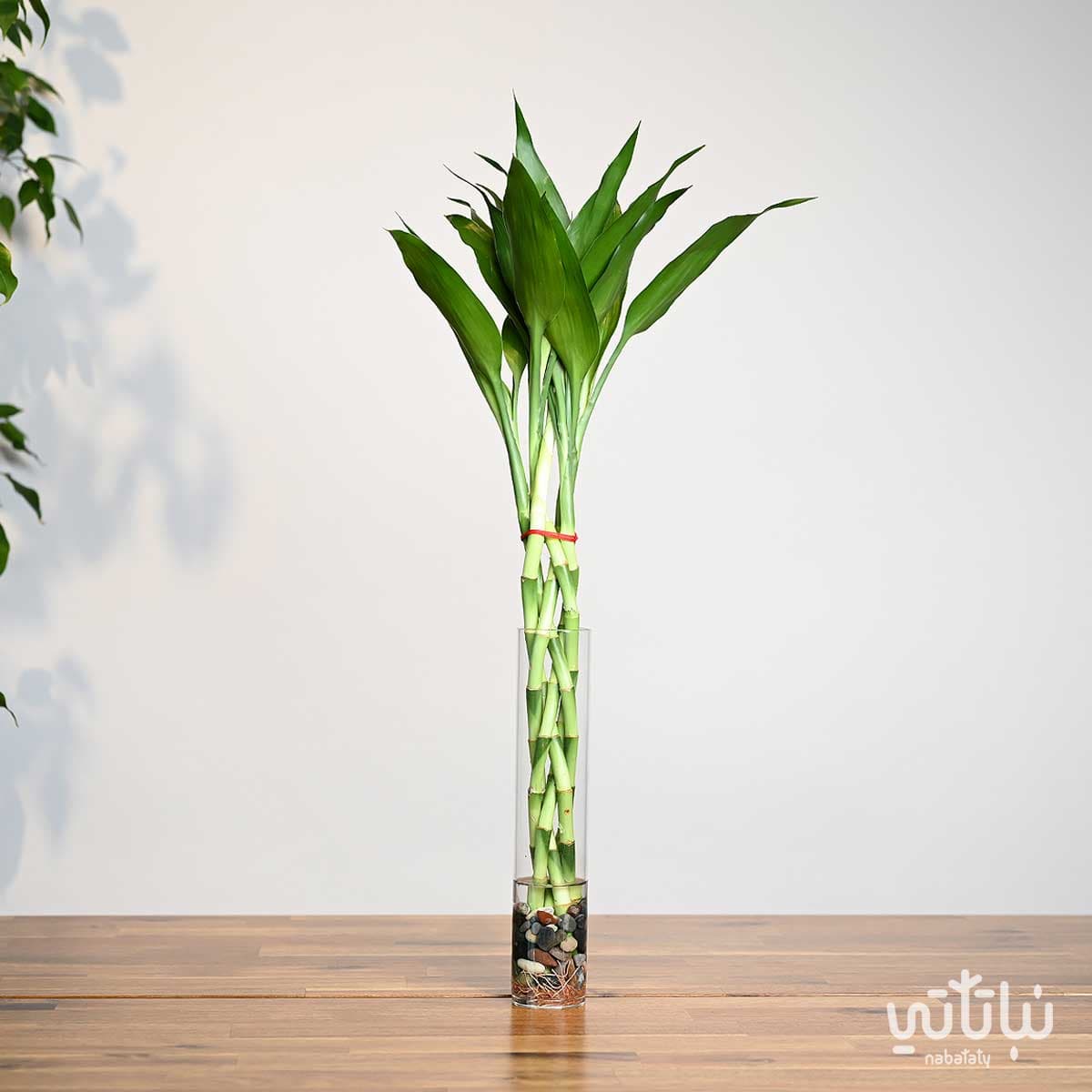 مجموعة بامبو مجدولة صغيرة في فازة اسطوانية