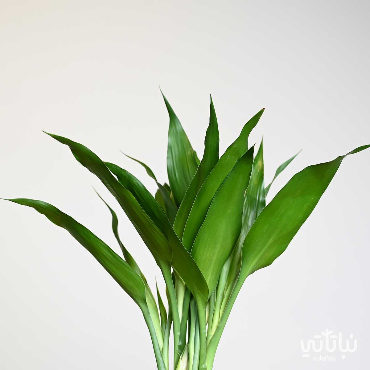 مجموعة بامبو مجدولة صغيرة في فازة اسطوانية 3