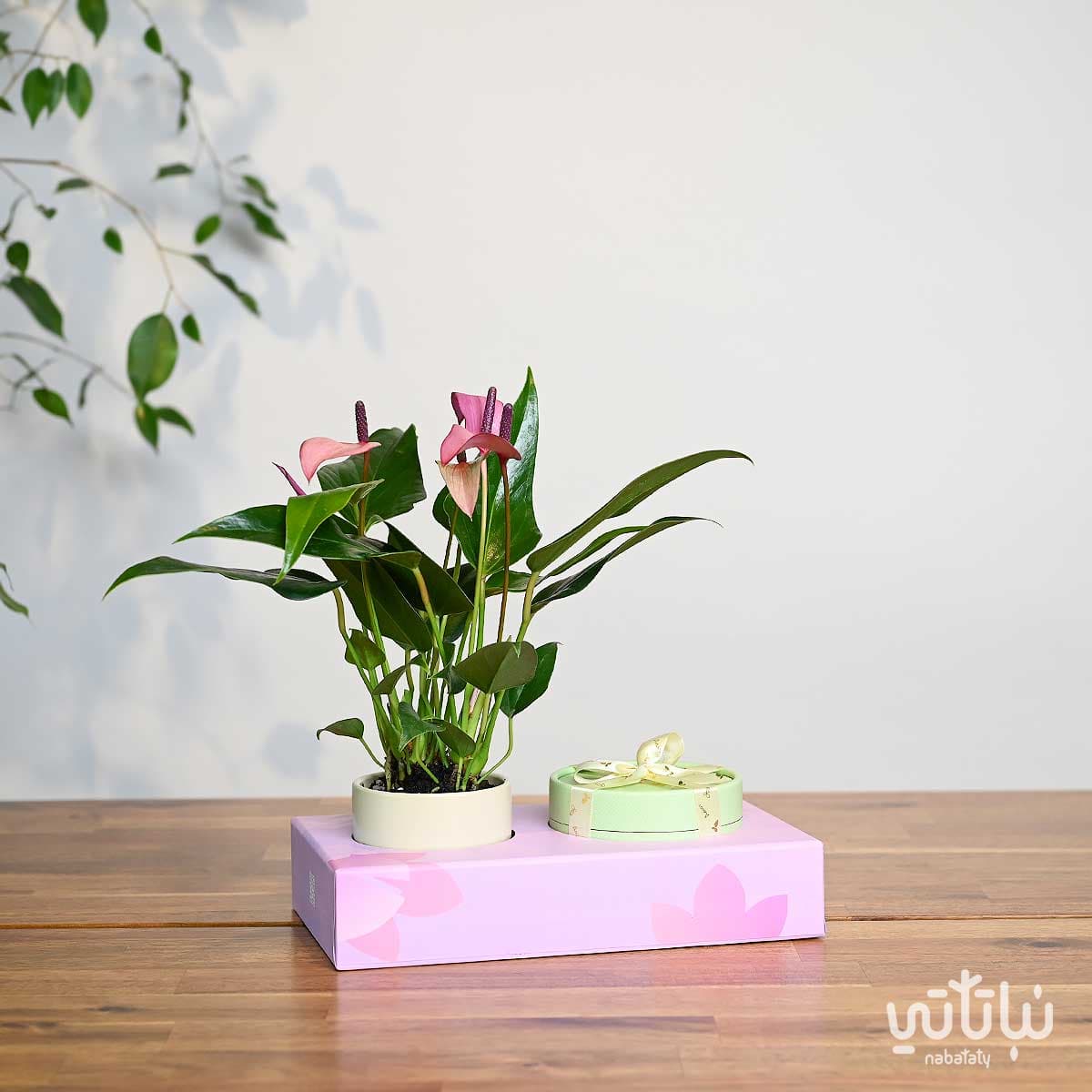 هدية نبتة الانتوريوم مع أنوش