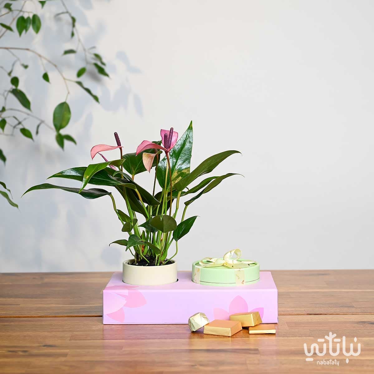 هدية نبتة الانتوريوم مع أنوش 3