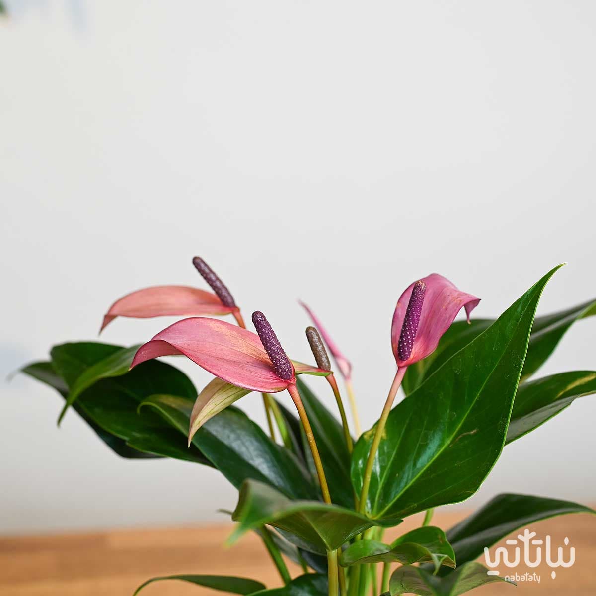 هدية نبتة الانتوريوم مع أنوش 4