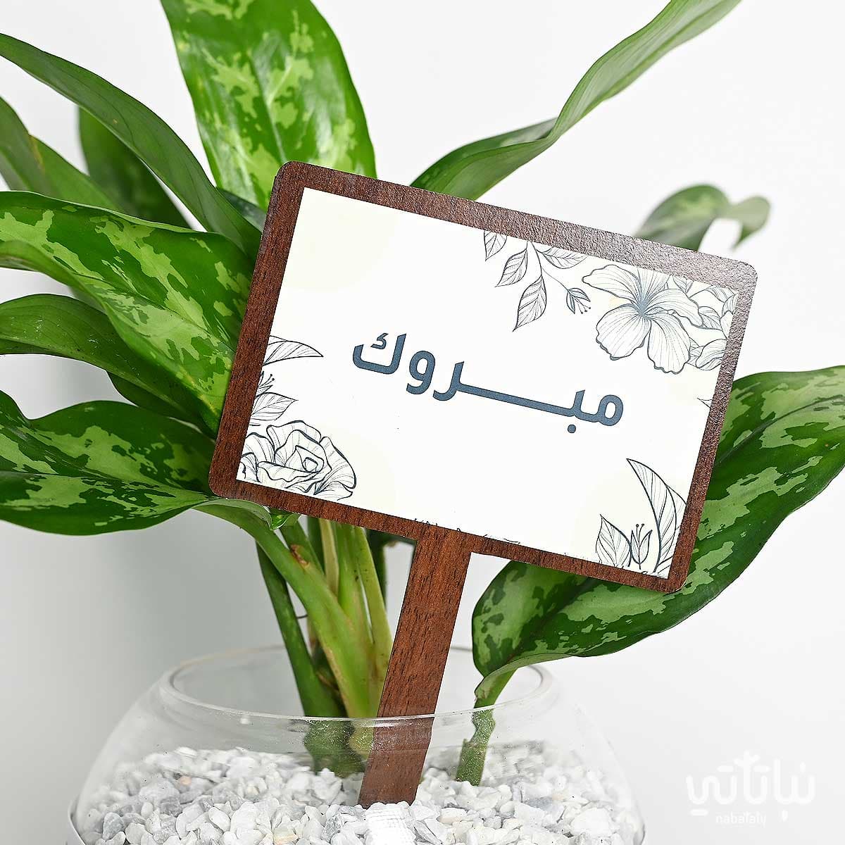 هدية مبروك نبتة الاجلونيما و قلادة الطراز السلماني 2