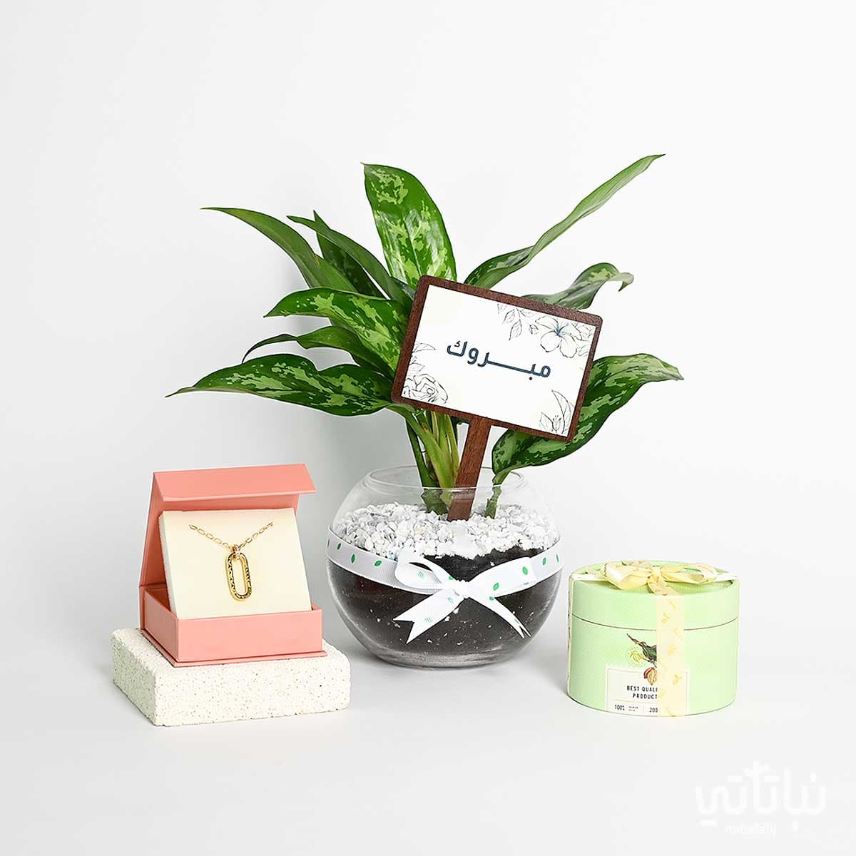هدية مبروك نبتة الاجلونيما و قلادة الطراز السلماني 1