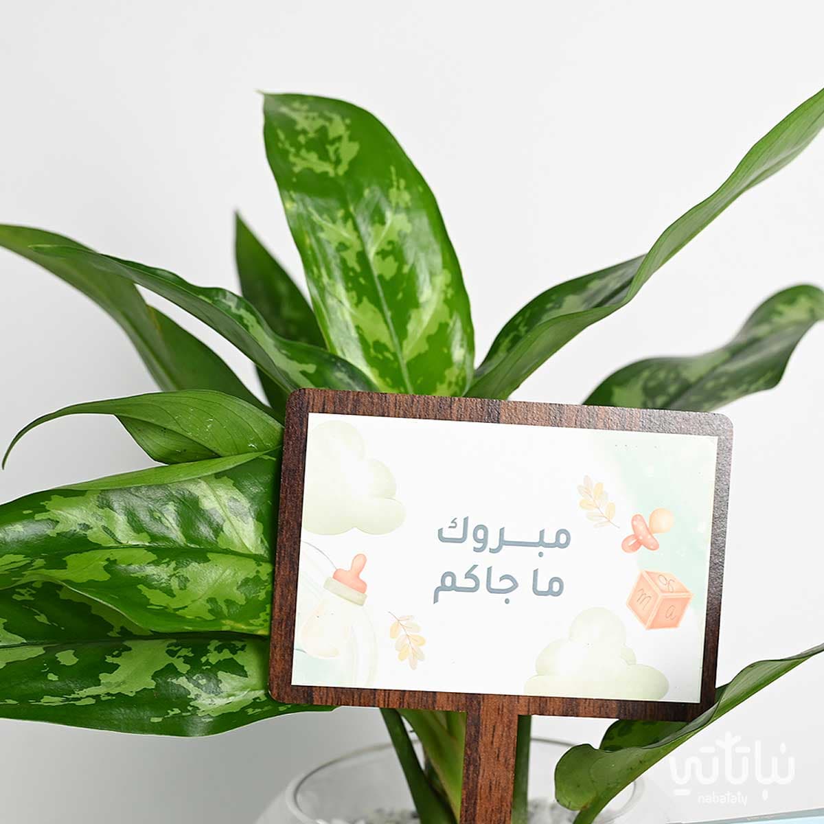 هدية مولود جديد نبتة الاجلونيما وتشوكلت أنوش 2