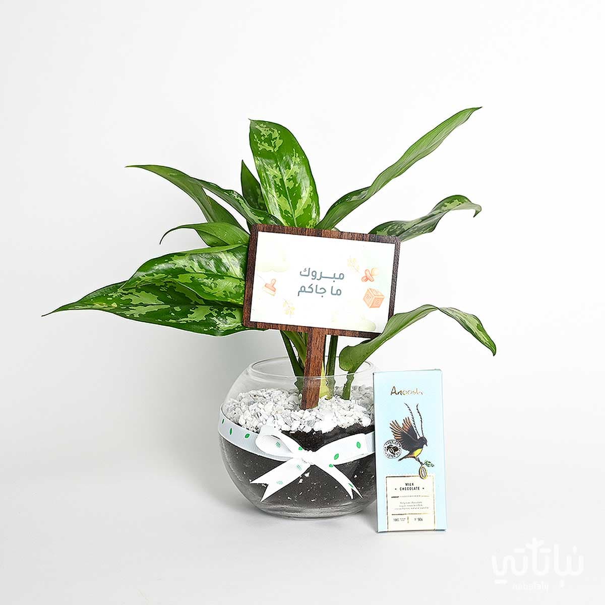 هدية مولود جديد نبتة الاجلونيما وتشوكلت أنوش 1