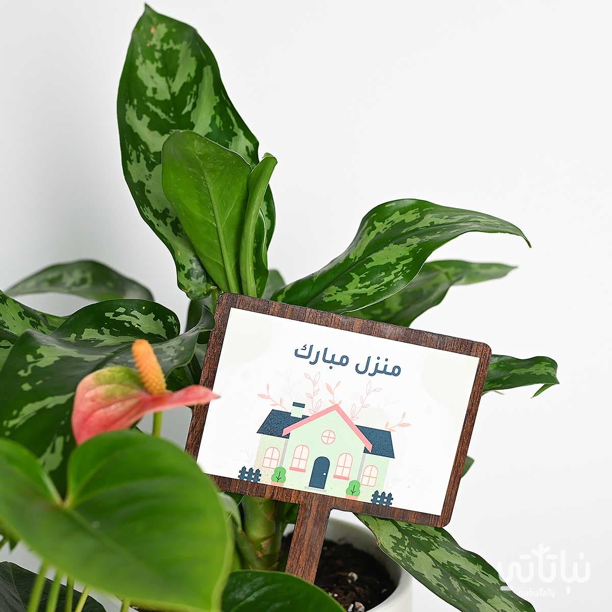 هدية منزل مبارك مجموعة الاجلونيما والانتوريوم 2