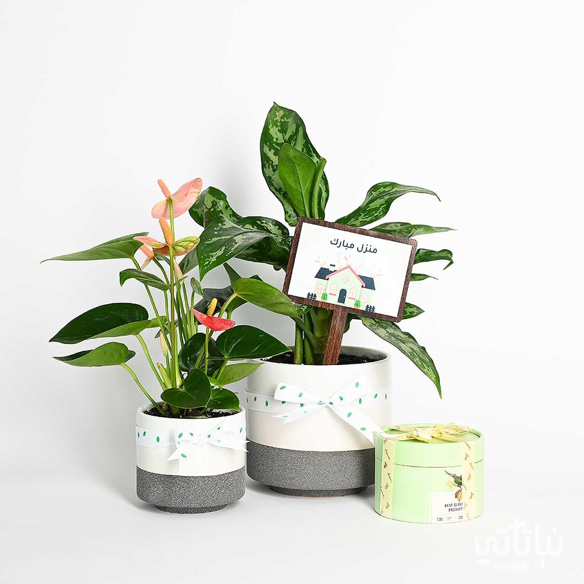 هدية منزل مبارك مجموعة الاجلونيما والانتوريوم