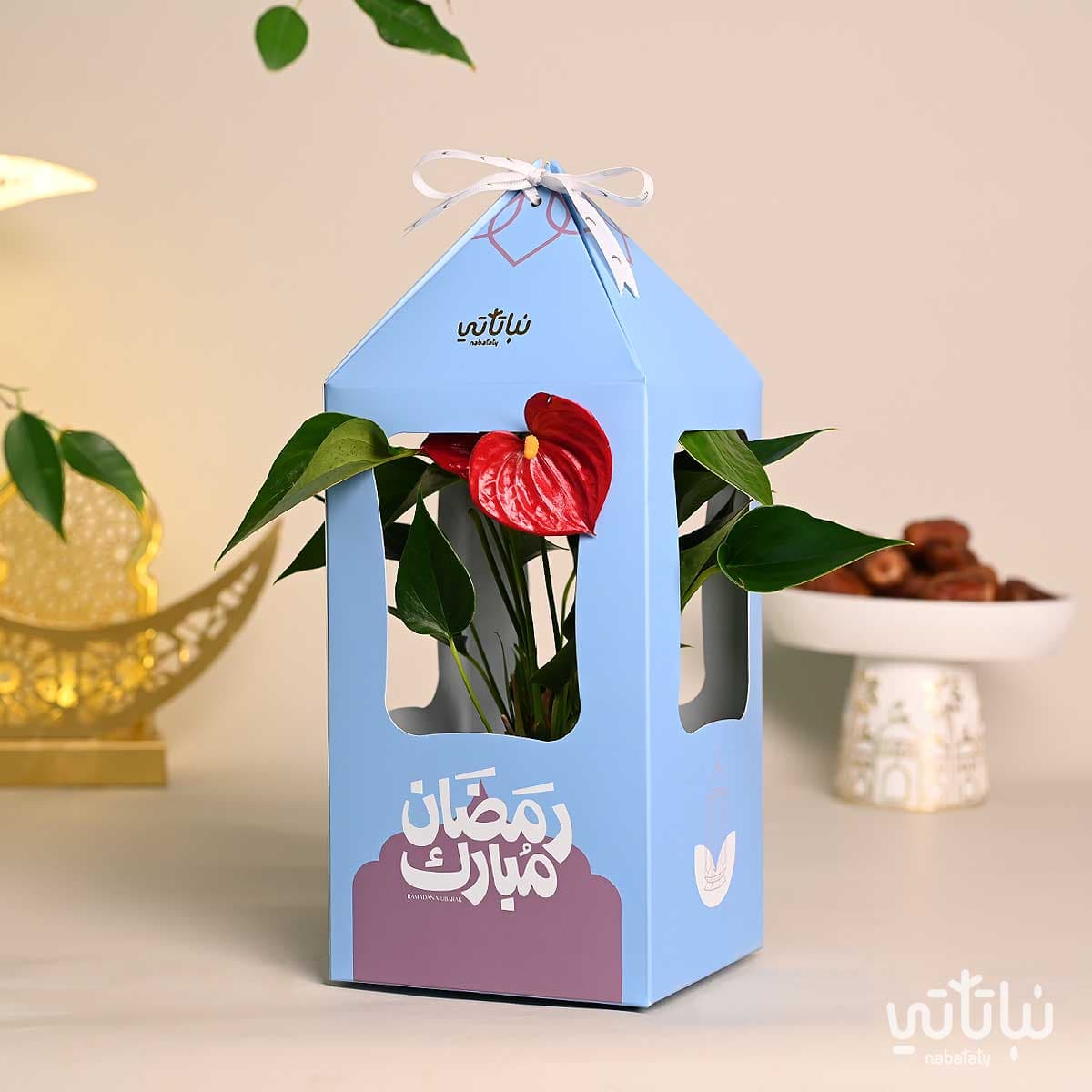 هدية فانوس رمضان نبتة الانتوريوم ازرق