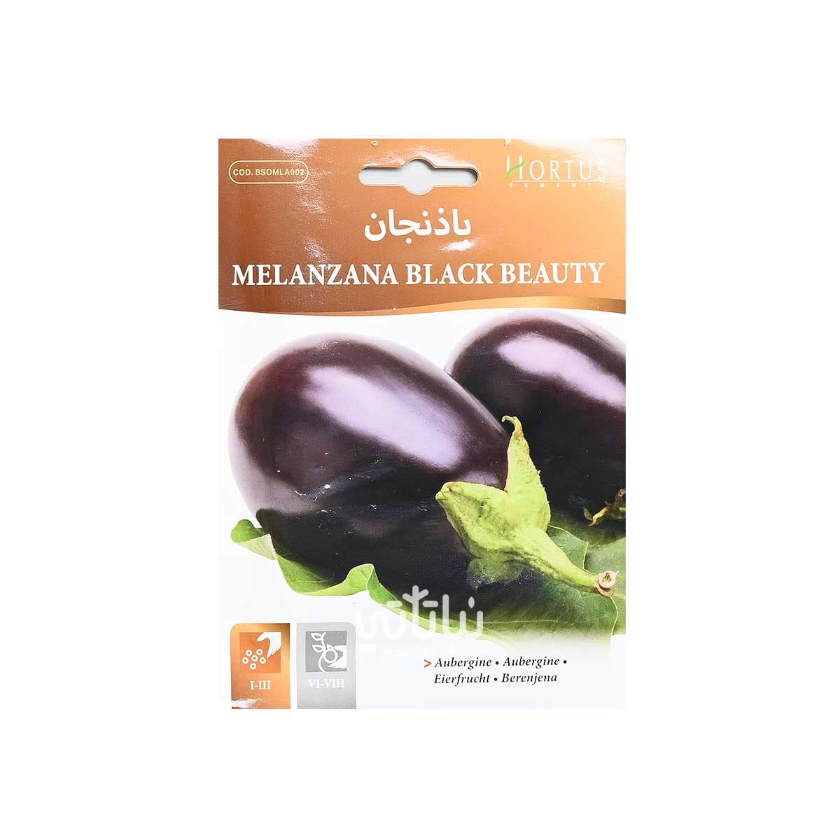 بذور باذنجان 1