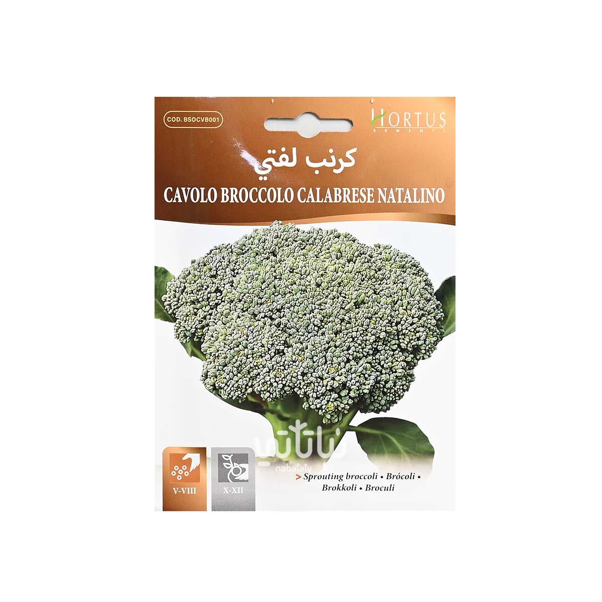 بذور كرنب لفتي