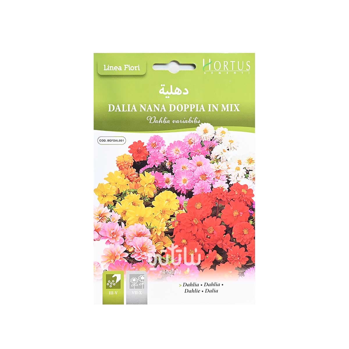 بذور زهرة دهلية 1