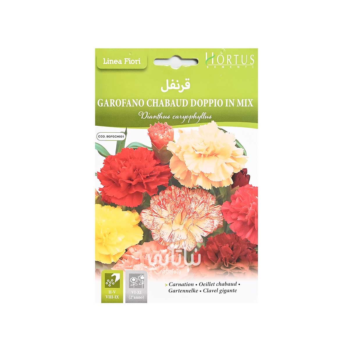 بذور زهرة قرنفل 1