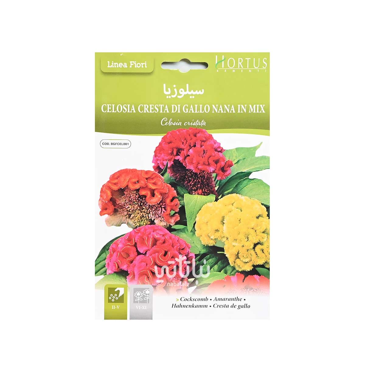 بذور زهرة سيلوزيا 1