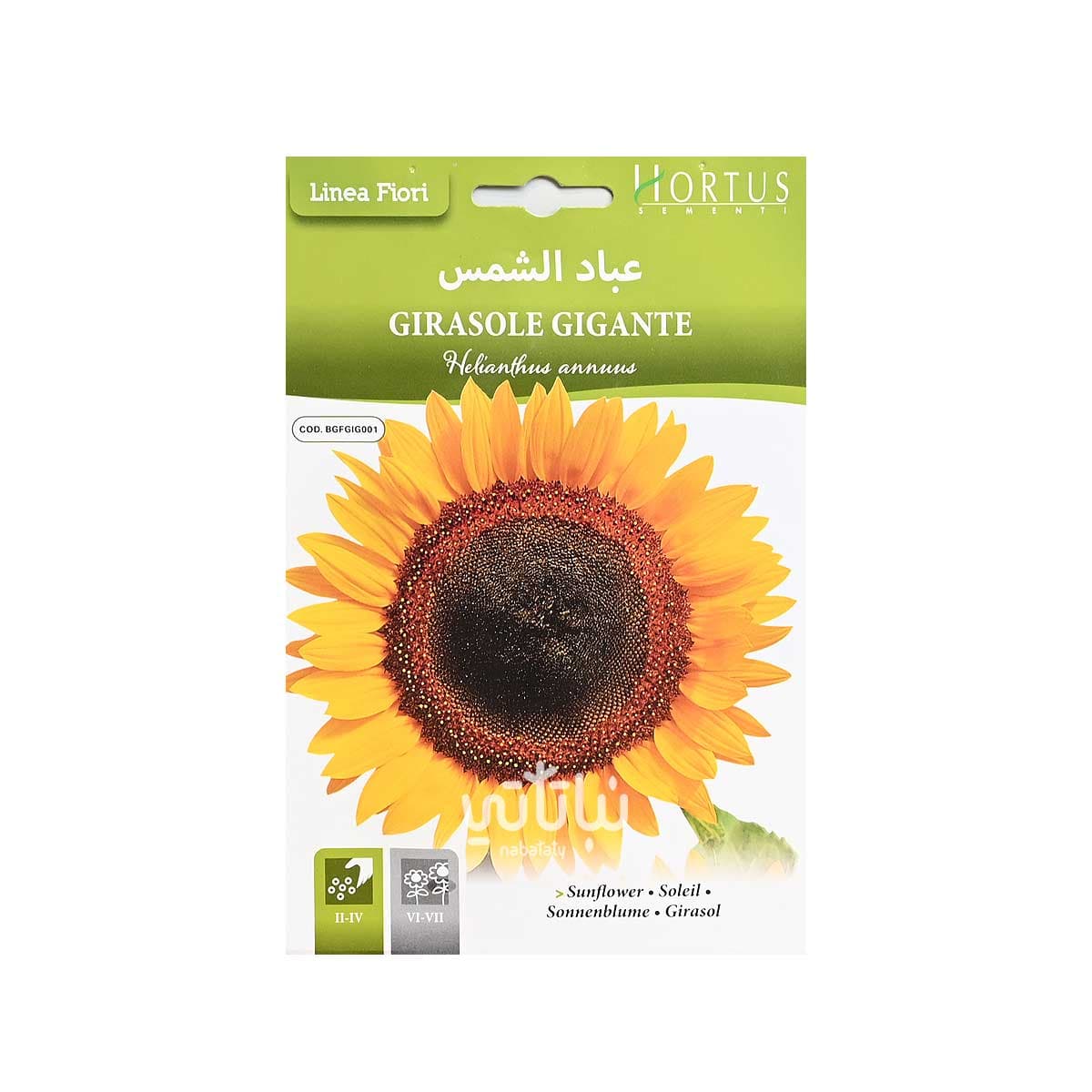 بذور دوار الشمس 1