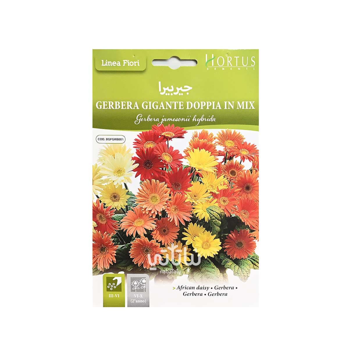 بذور زهرة جيربيرا 1