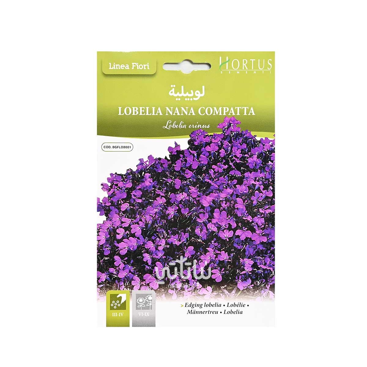 بذور زهرة لوبيلية 1