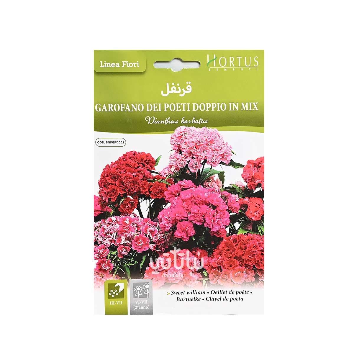 بذور زهرة قرنفل 1