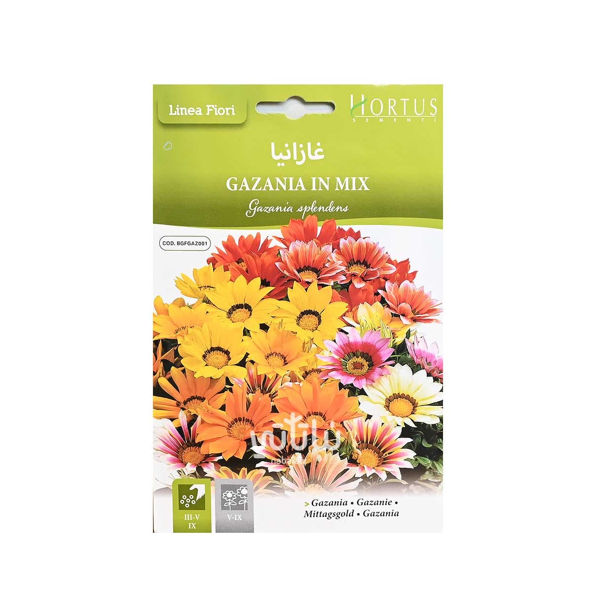 بذور زهرة غازانيا 1