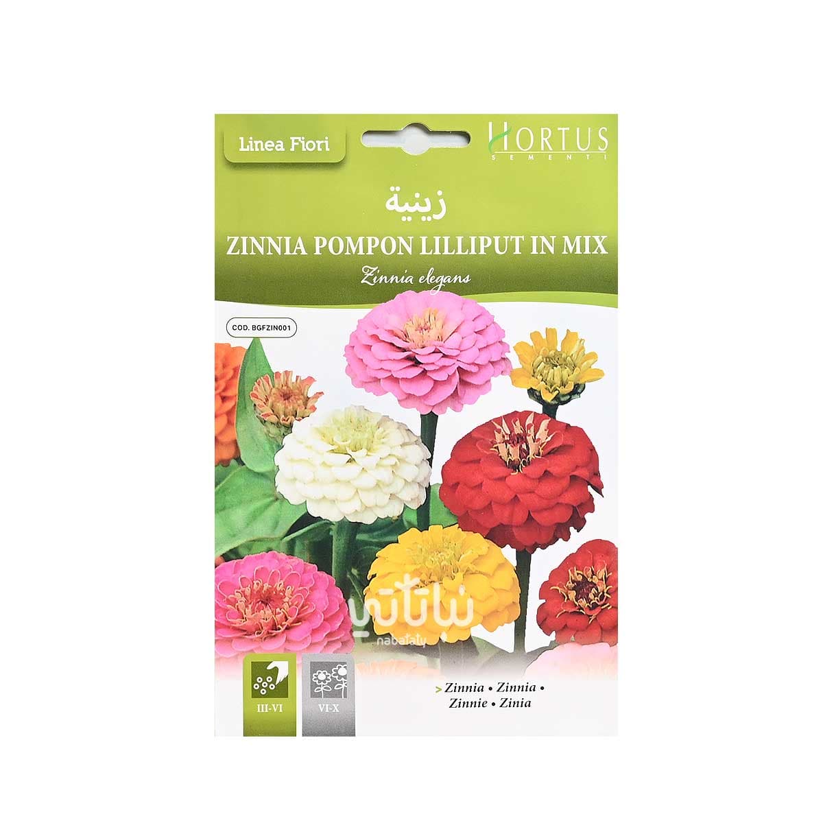 بذور زهرة زينية 1