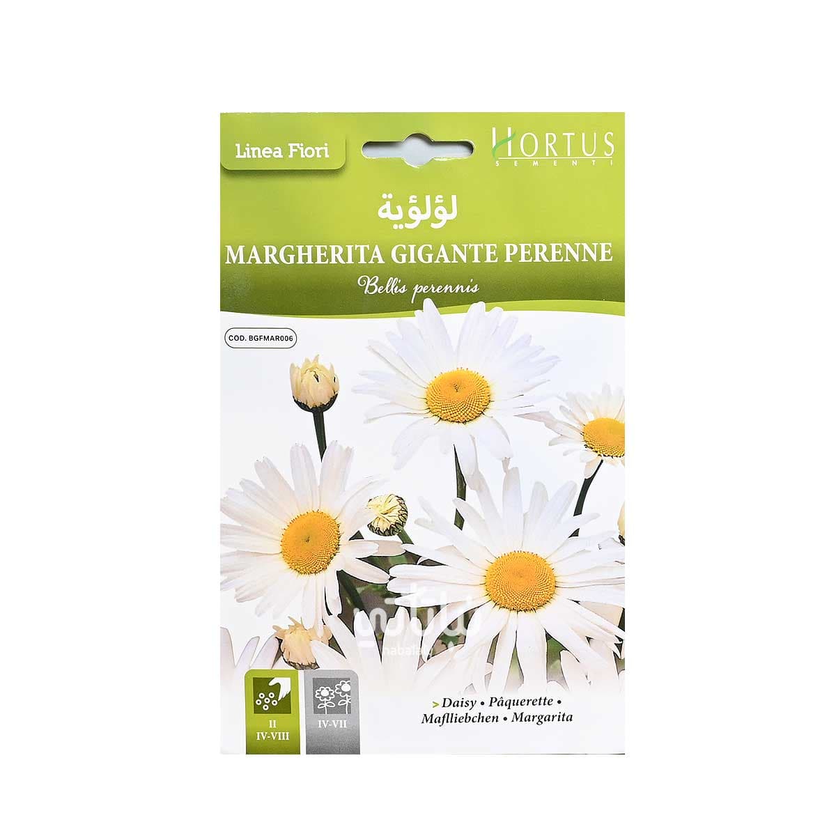 بذور زهرة لؤلؤية 1