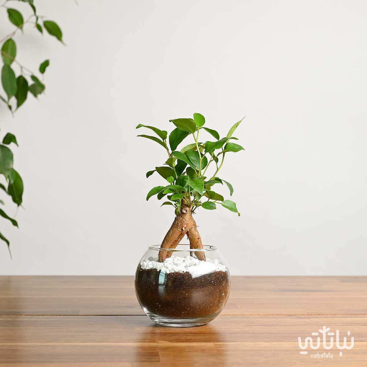 نبتة ميني بونساي في اصيص زجاجي 5
