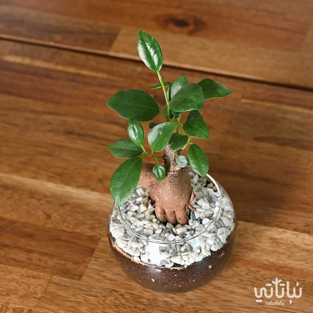 نبتة ميني بونساي في اصيص زجاجي 3