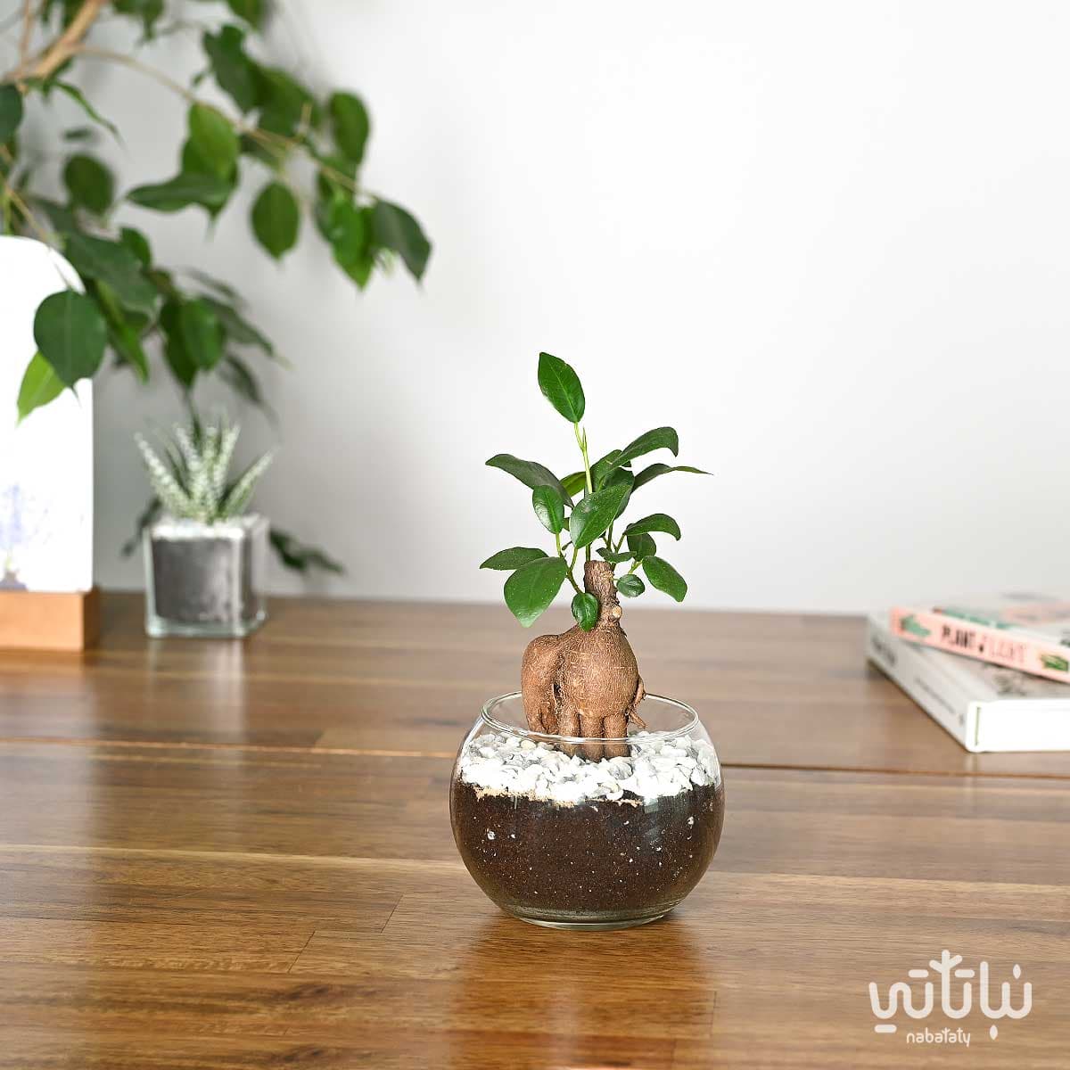 نبتة ميني بونساي في اصيص زجاجي 1