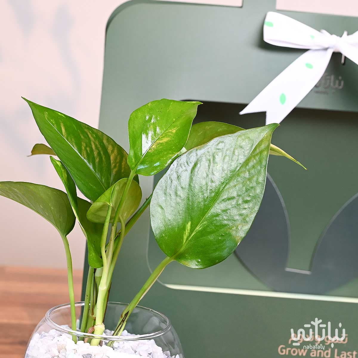 هدية نبتة البوتس اخضر مع قهوة كولومبيا لاس بالماس 2