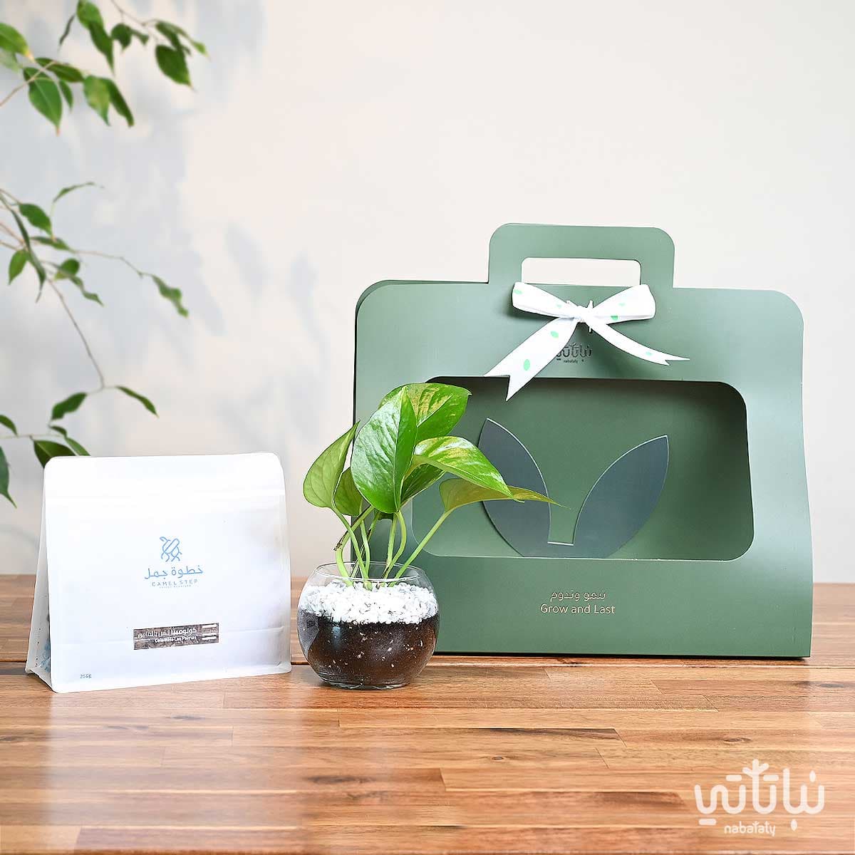 هدية نبتة البوتس اخضر مع قهوة كولومبيا لاس بالماس 1