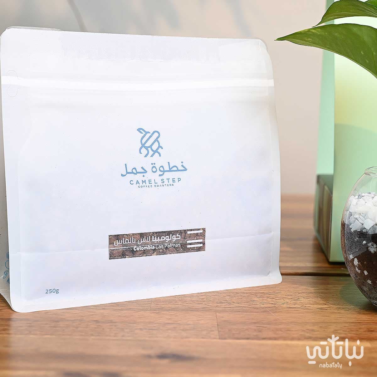 هدية نبتة البوتس اخضر فاتح مع قهوة كولومبيا لاس بالماس 3