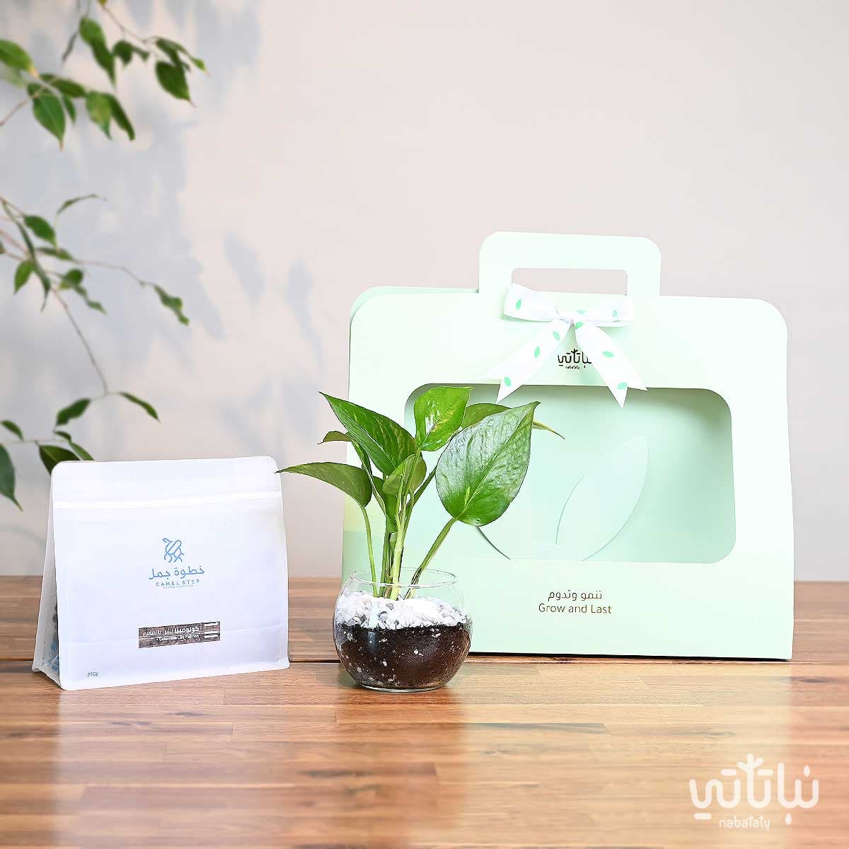 هدية نبتة البوتس اخضر فاتح مع قهوة كولومبيا لاس بالماس