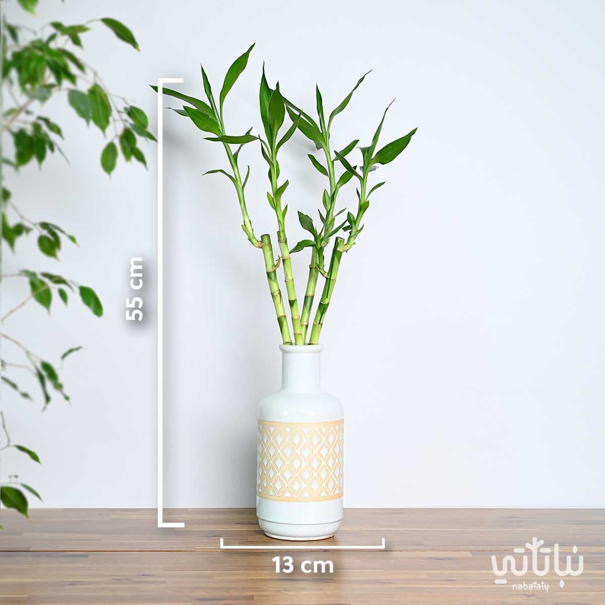 نبتة ساق البامبو 50 سم في فازة سيراميك نقش بيج 2