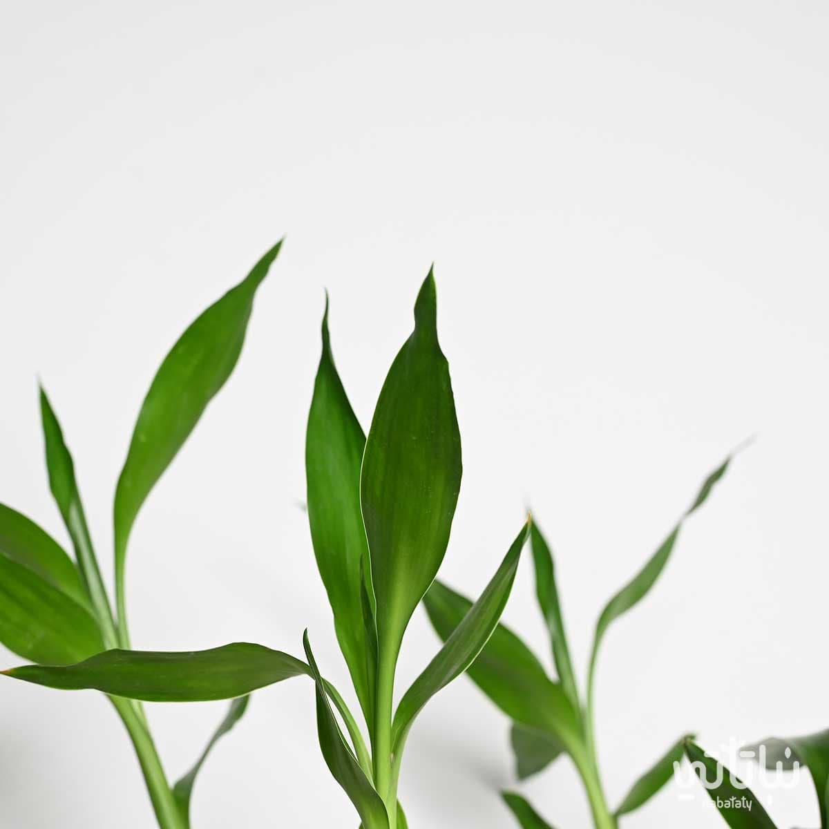 نبتة ساق البامبو 50 سم في فازة سيراميك نقش بيج 3