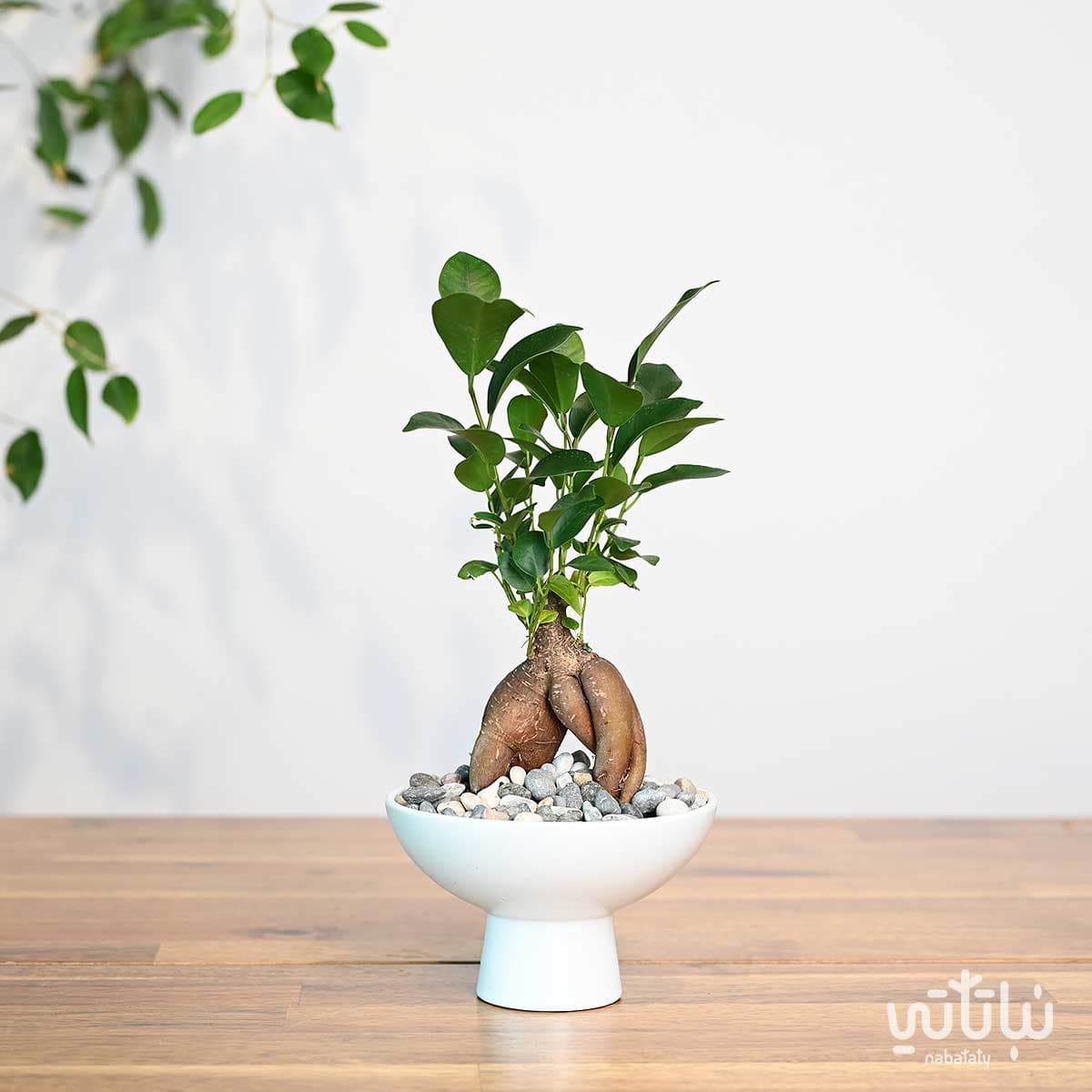 نبتة ميني بونساي في اصيص سيراميك ابيض