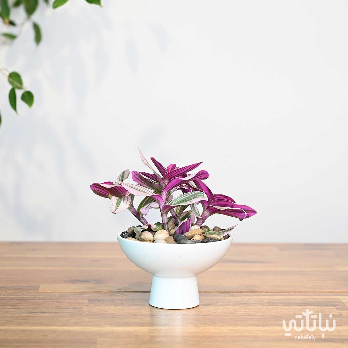 نبتة ترادسكانتيا في اصيص سيراميك ابيض