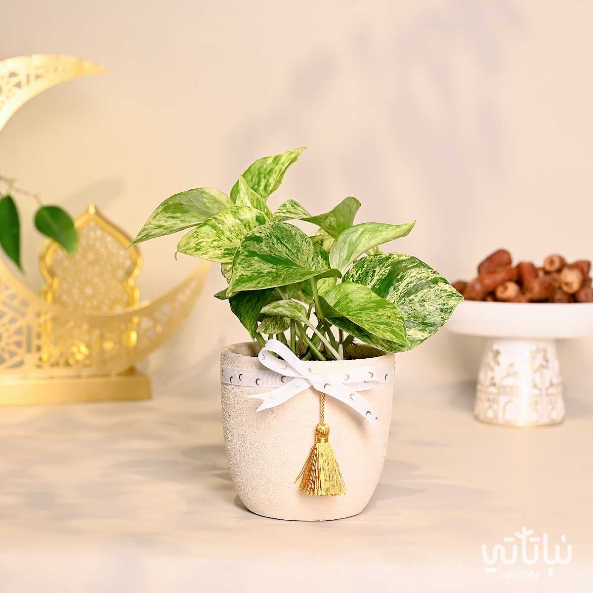 هدية نبتة بوتس ماربل كوين ثيم رمضان