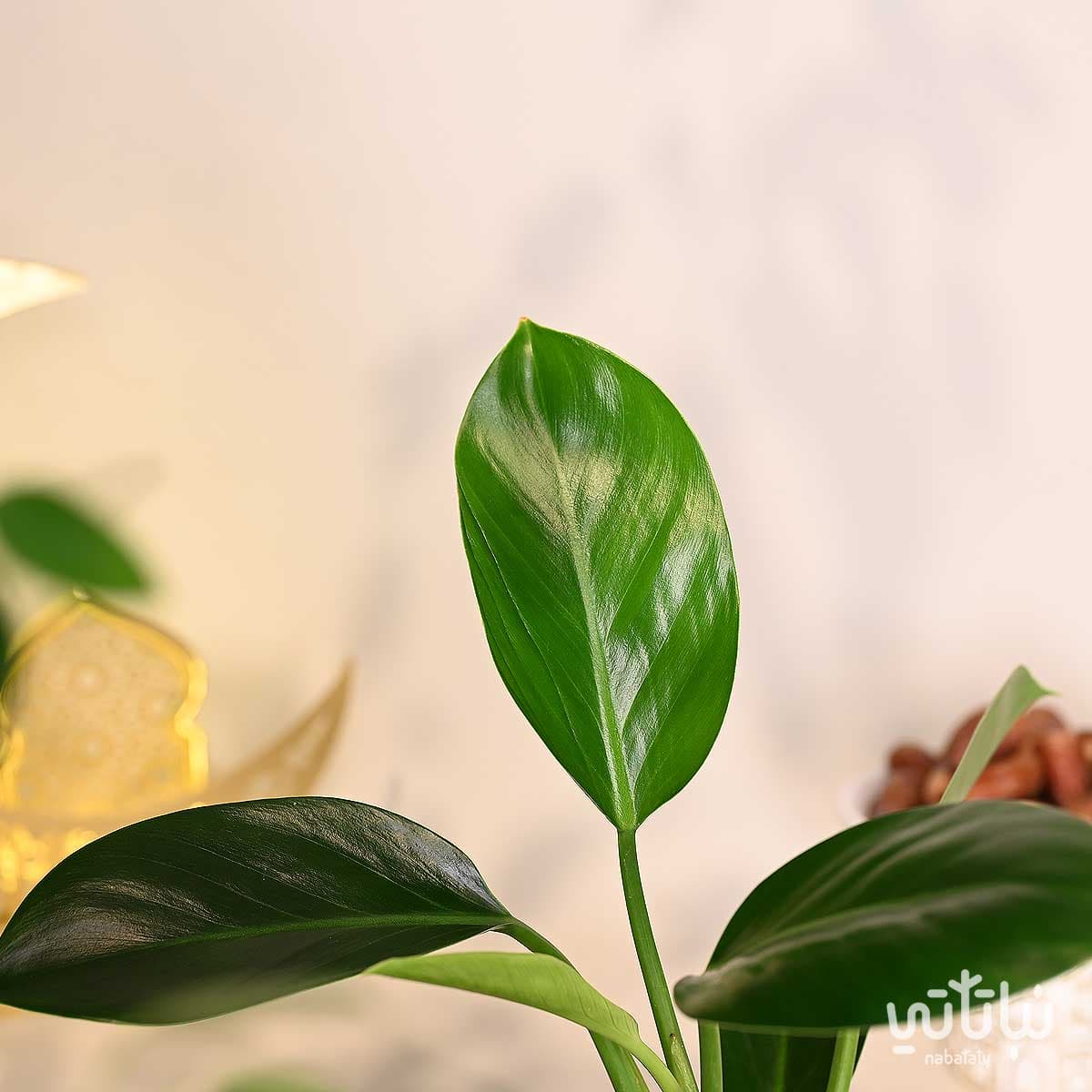 هدية نبتة الاميرة الخضراء ثيم رمضان 4